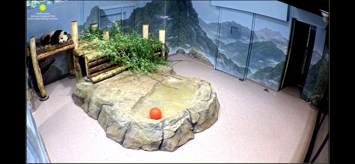 My cuties are napping after a good breakfast. Stay indoors in this heat. Love you both. <a href="/BaoLiPanda/">Bao Li</a> <a href="/qingbaopandadc/">Qing Bao Panda</a>