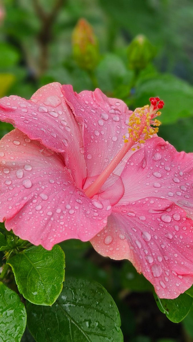 Just a light drizzle made for a beautiful view.
GM GM.