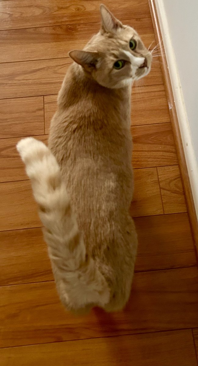 I strut right by with my tail in the air. #Caturday
