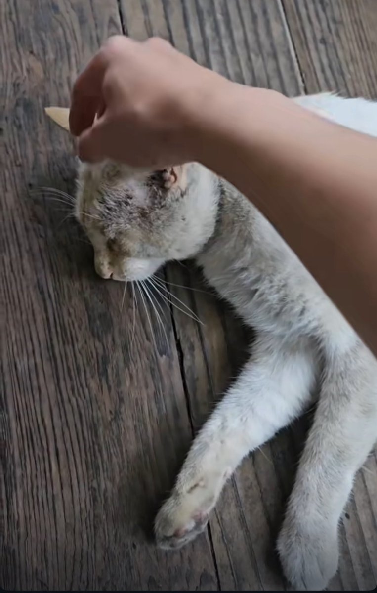 ジミンᒼᑋªⁿ✖︎猫　　◡̈♥︎