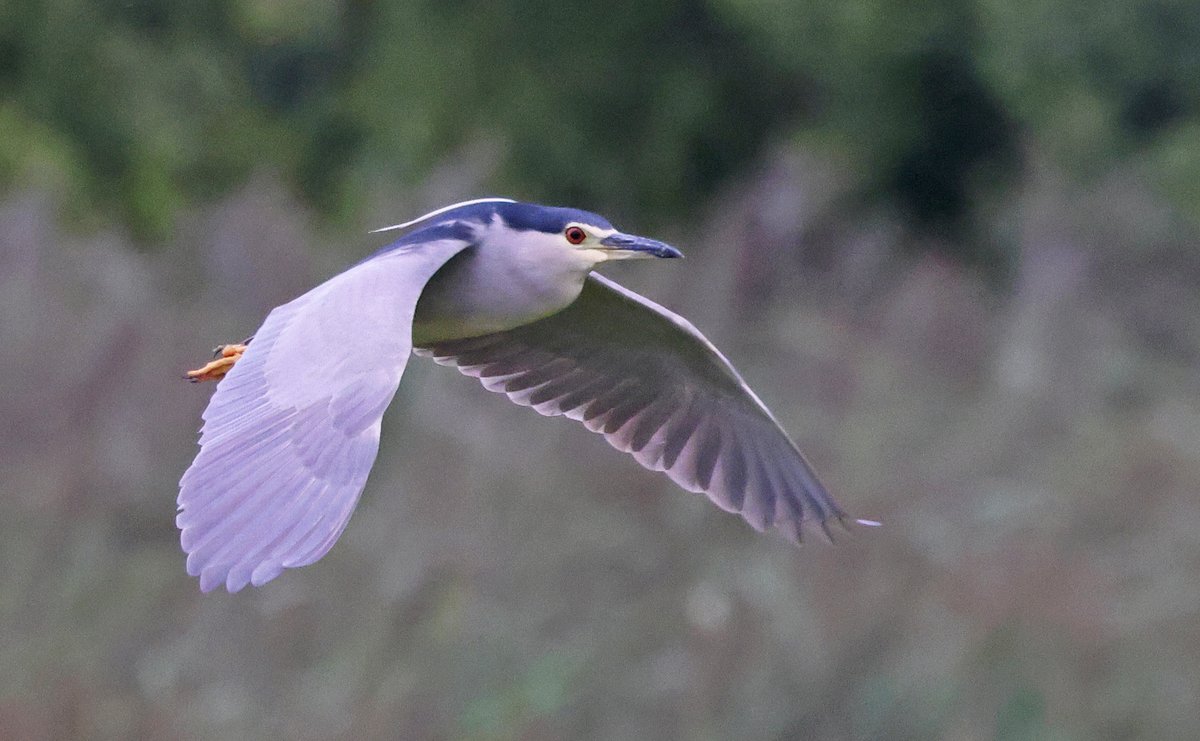Black-crowned Night Heron at RSPB Rye Meads. <a href="/RSPBRyeMeads/">RSPB Rye Meads</a> <a href="/Natures_Voice/">RSPB</a> #hertsbirds