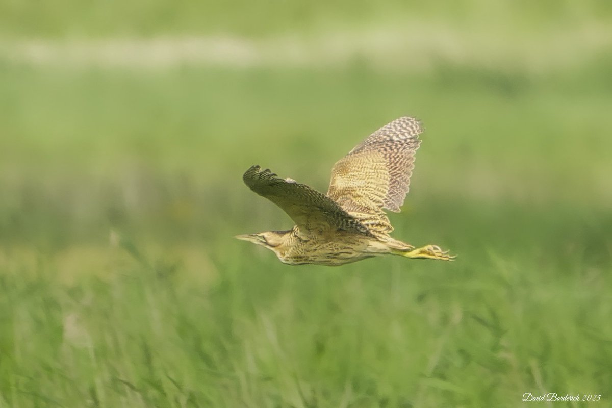 David Borderick (@daveborderick) on Twitter photo Bittern flyby at Petos Marsh, SWT Carlton Marshes Suffolk this morning . <a href="/coastalwarden/">SWT North East Suffolk Warden</a> <a href="/suffolkwildlife/">SuffolkWildlifeTrust</a> <a href="/SWTBroadsWarden/">SWTBroadsWarden</a> <a href="/SuffolkBirdGrp/">Suffolk Bird Group</a> <a href="/BTO_Suffolk/">BTO Suffolk</a> Bittern flyby at Petos Marsh, SWT Carlton Marshes Suffolk this morning . <a href="/coastalwarden/">SWT North East Suffolk Warden</a> <a href="/suffolkwildlife/">SuffolkWildlifeTrust</a> <a href="/SWTBroadsWarden/">SWTBroadsWarden</a> <a href="/SuffolkBirdGrp/">Suffolk Bird Group</a> <a href="/BTO_Suffolk/">BTO Suffolk</a>
