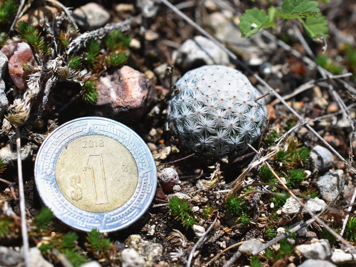 Cactus pequeñito endémico de Guanajuato. En peligro crítico de extinción 🆘

🏜️ Biznaga bola de hilo de flores blancas (𝘔𝘢𝘮𝘮𝘪𝘭𝘭𝘢𝘳𝘪𝘢 𝘢𝘭𝘣𝘪𝘧𝘭𝘰𝘳𝘢)
📍En algún lugar de Guanajuato

📸: Pierre González Zamora