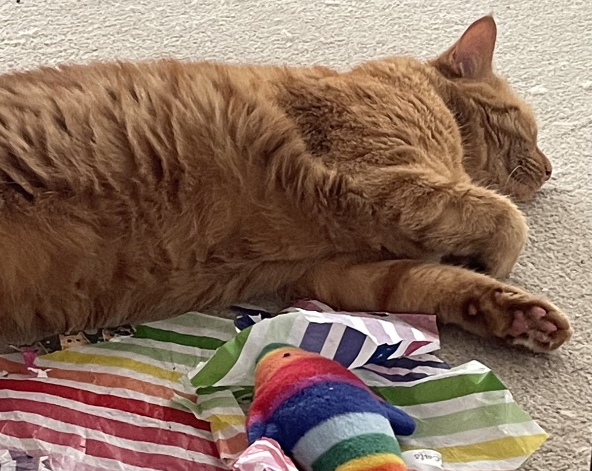 JacK_GingerCat's tweet image. Saturdays are so exhausting.
Play. Snooze. Eat. Snooze. Eat. Snooze 💤
Happy Caturday chums!🧡
JacK 🐾🐾
#CatsOfTwitter #CatsOfX