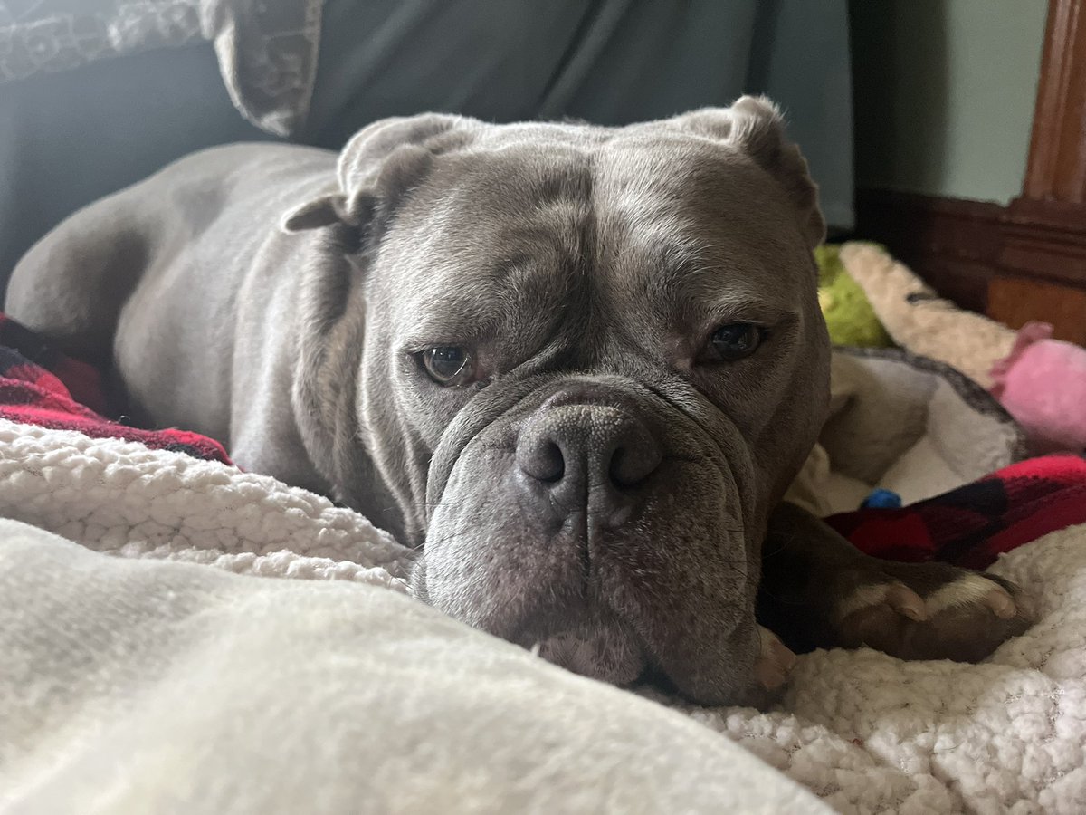 KingTuckerC's tweet image. Before I doze off for my morning nap, I had eggs this morning. I loved them so much I wrote this down:
I love eggs. I’d eat them here. I’d eat them there. I’d eat them anywhere.
I’d eat them near. I’d eat them far I’d eat them in a car. I like eggs a lot. Eggs hit the spot. 😃❤️