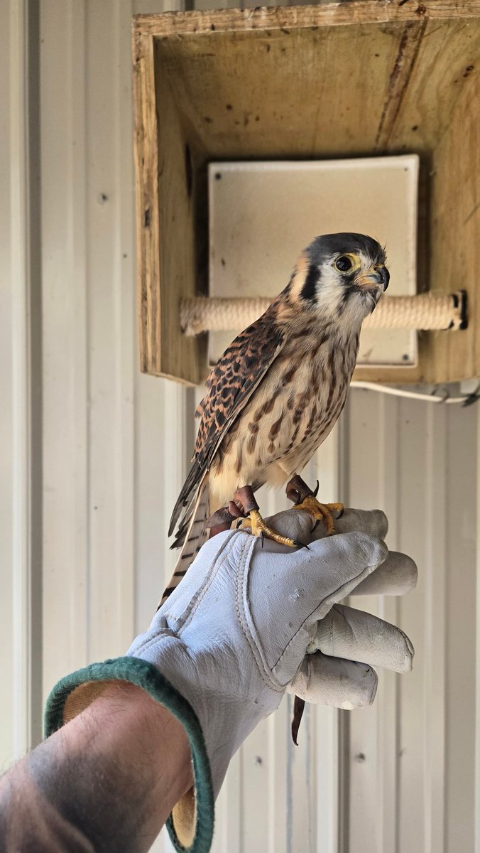 Jr0dR87's tweet image. Kessie was angry I haven&apos;t hung out with her in a while. Fixed that today.