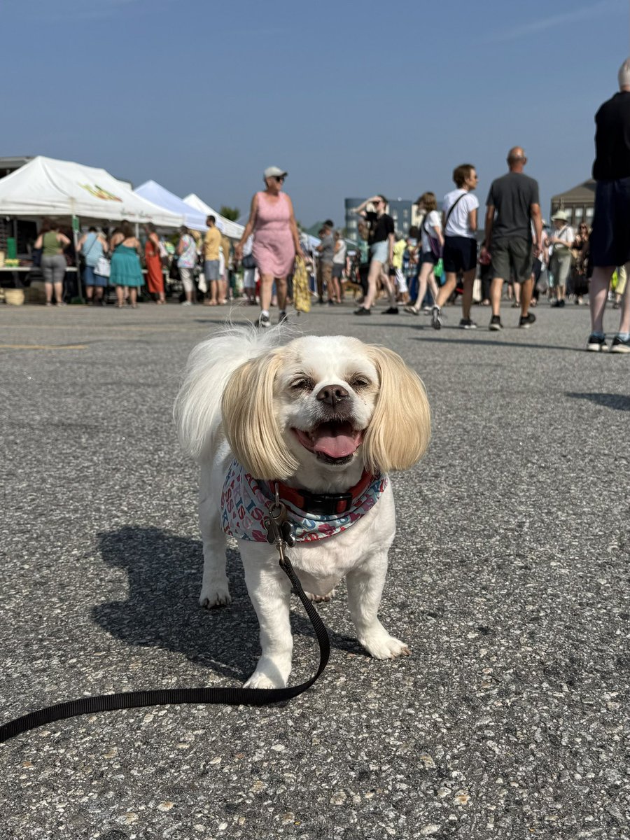 jtherapydog's tweet image. Good food, good people and good times at the North Bay Farmers’ Market!🍓🐶❤️
#Boops #Local #Smiles