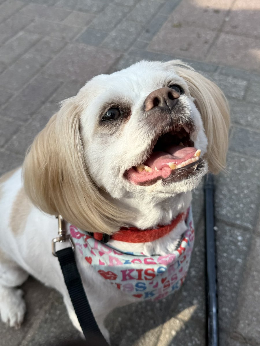 jtherapydog's tweet image. Good food, good people and good times at the North Bay Farmers’ Market!🍓🐶❤️
#Boops #Local #Smiles