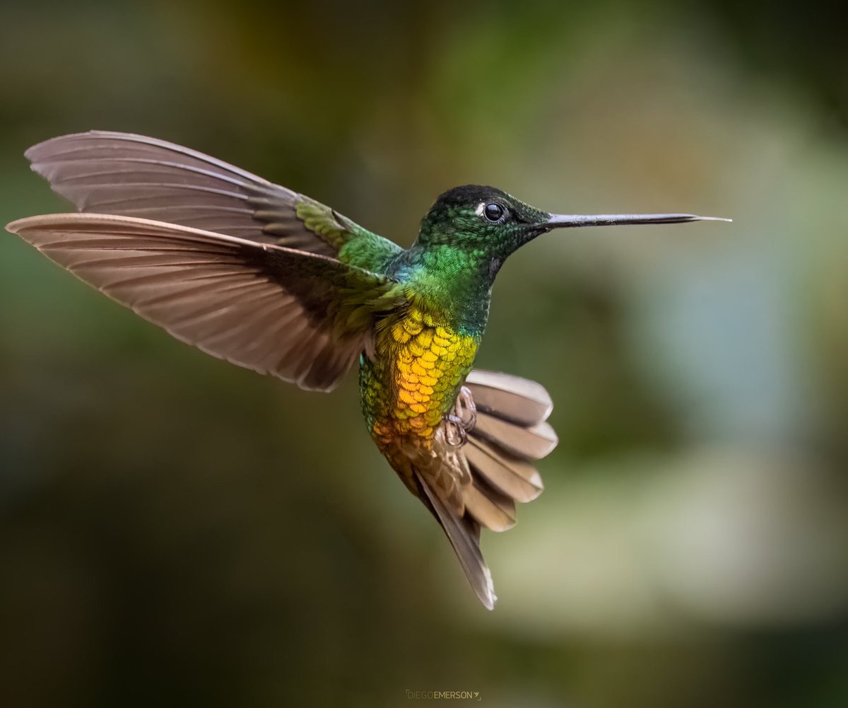 culthummingbird's tweet image. 