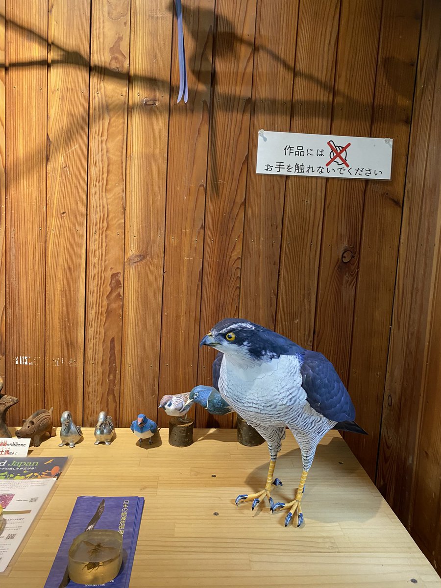 kamitoriya's tweet photo. 福島市小鳥の森でオオタカを飾っていただきました！

#papercraft 
#goshawk 
#fukushima 
#kamitoriya 
#ペーパークラフト 
#オオタカ
#福島市 
#紙鳥屋 https://t.co/Rihzm4rwN5