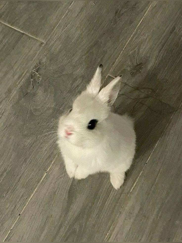 multiclown215's tweet image. I'm inside the palace chilling with a glass of white wine. Only to find this cutie patootie by my feet looking up at me. Does he belong to the queen?
#PhilosLadiesLuncheon