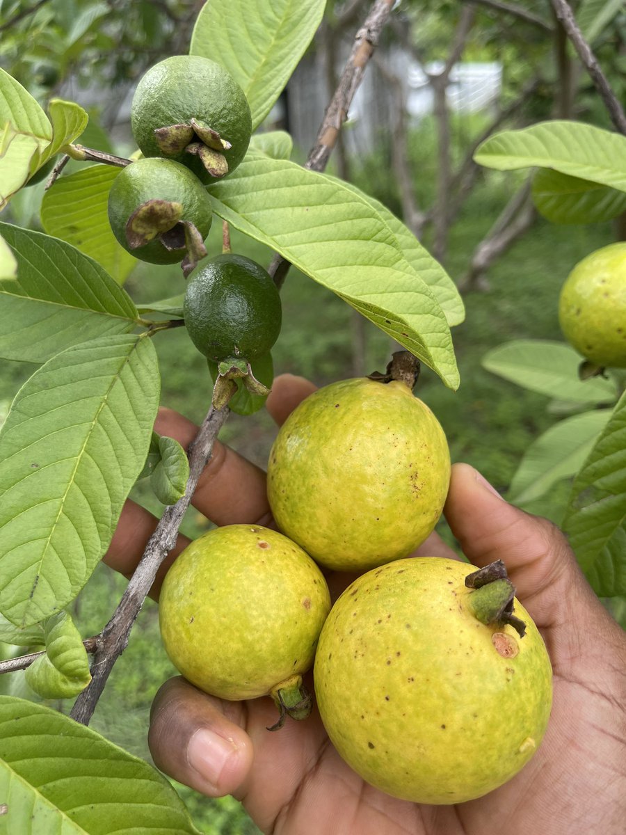 Le fruit qui contient le plus de protéines…
Tu connais ?