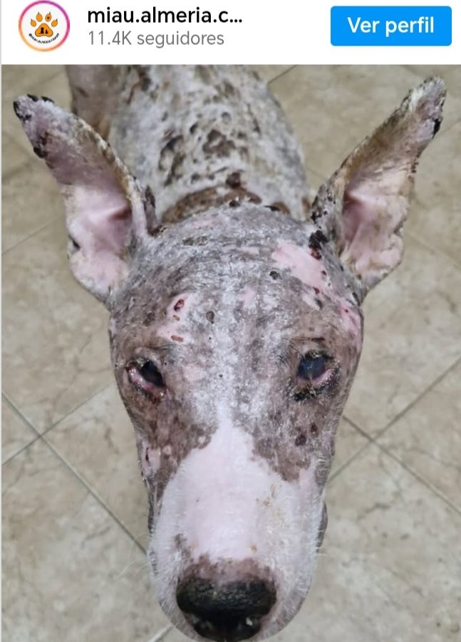 La historia de Kiara, la perra en estado crítico que busca #AcogidaUrgente, mientras se recupera o un nuevo hogar definitivo 🙏🏡🦮. Fue rescatada por Miau #Almería Canina en la zona de La Juaida, en #Viator, en pésimas condiciones
