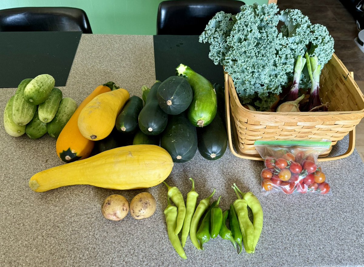MikeysRetro's tweet image. Garden harvest from the past 2 weeks 🤩
Lots of tomatoes still green but they will be ready to harvest soon
🎃 and 🌽 are still growing!