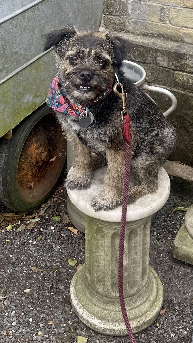 I got a poem too - some of my pals has seen it &amp; Mum put it on BT group on FB - wanted to post it to <a href="/BTWelfare/">Border Terrier Welfare</a> too
written by Chatgpt with little input from Mum but it’s very good we think &amp; sums me up - except for my telly watching as <a href="/PepperandSpot/">Salty</a> pointed out!