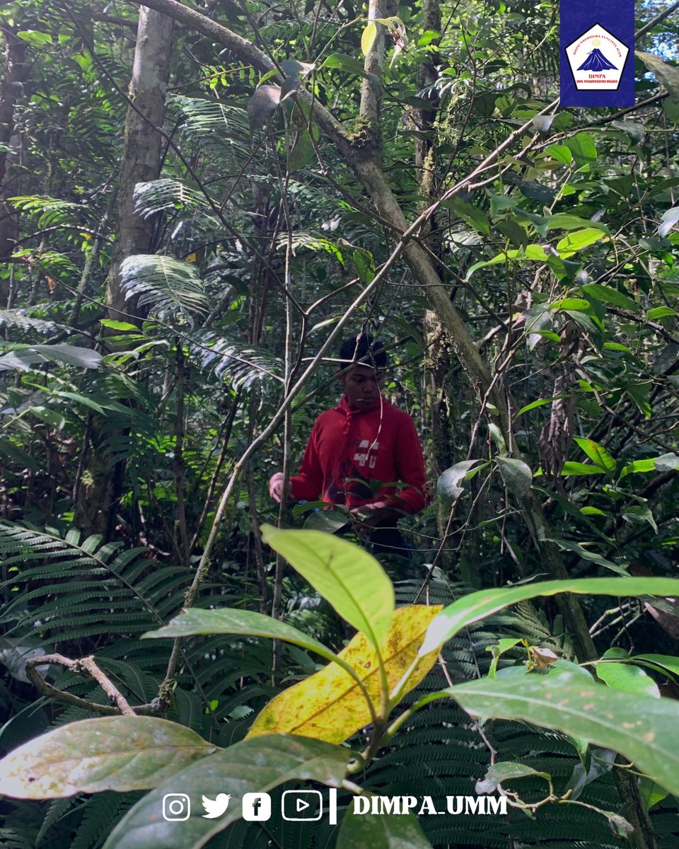 DIMPA_UMM's tweet image. - Pendataan hasil identifikasi tumbuhan

PAM XLI

VIVA DIMPA!!!!
🔥🔥🔥
#dimpa #dimpaumm
#mapala #gununghutan #gunungwilis #bukajalur #analisisvegetasi #kediri #mapalaindonesia #ummcampus #umm #pencintaalam #pencintaalamindonesia