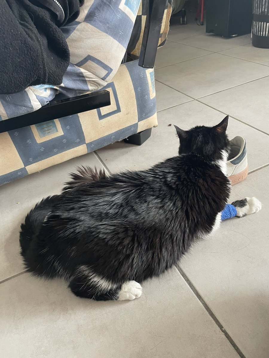 nishimire's tweet image. Donc là elle me squatte la chaussure ??