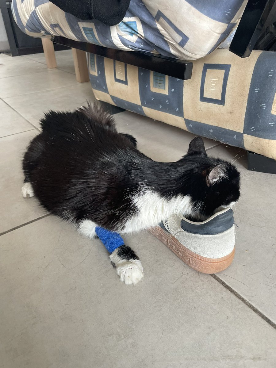 nishimire's tweet image. Donc là elle me squatte la chaussure ??