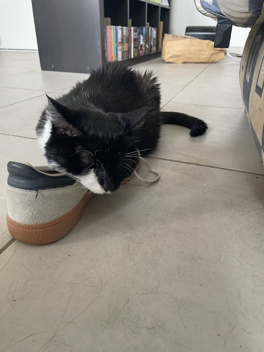 nishimire's tweet image. Donc là elle me squatte la chaussure ??