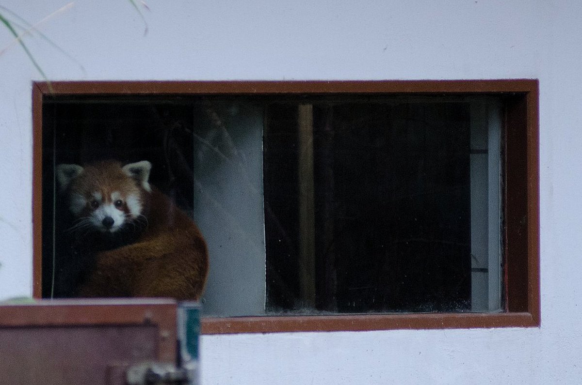 scp_telekil_bot's tweet image. 今はただ元気に育ってほしいと、そう願っています。
SCP-3293-JP 『「捨てたら帰ってくる」ぬいぐるみ』
現状評価: +97
scp-jp.wikidot.com/scp-3293-jp