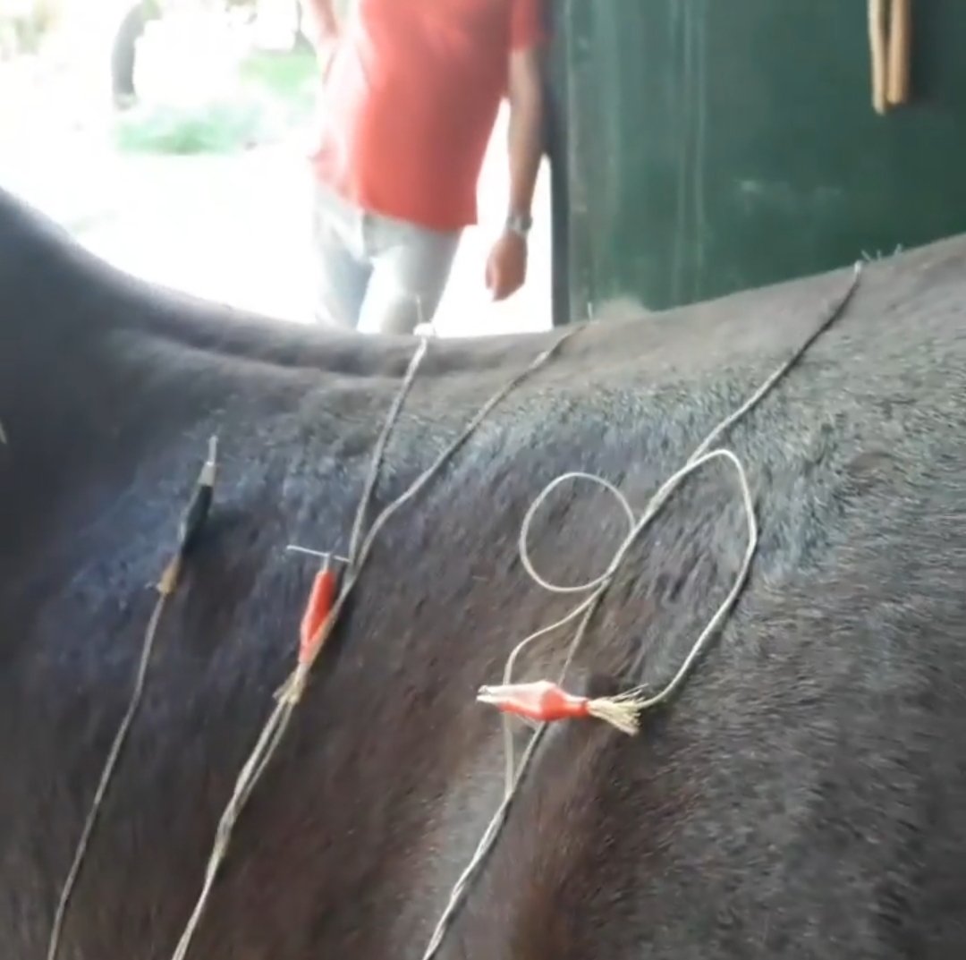 marcosvalex's tweet photo. El caballo de la Foto. Lo trate a los 2 y 3 Años por la Lordosis que presentaba,  fue rechazado, dijeron que no correria. Sus primeros propietarios me dieron la oportunidad de trabajar físicamente con el
Hoy luego de varios años corre.
Ya para mí y para el caballo eso es un exito https://t.co/8f9sDJIDQW