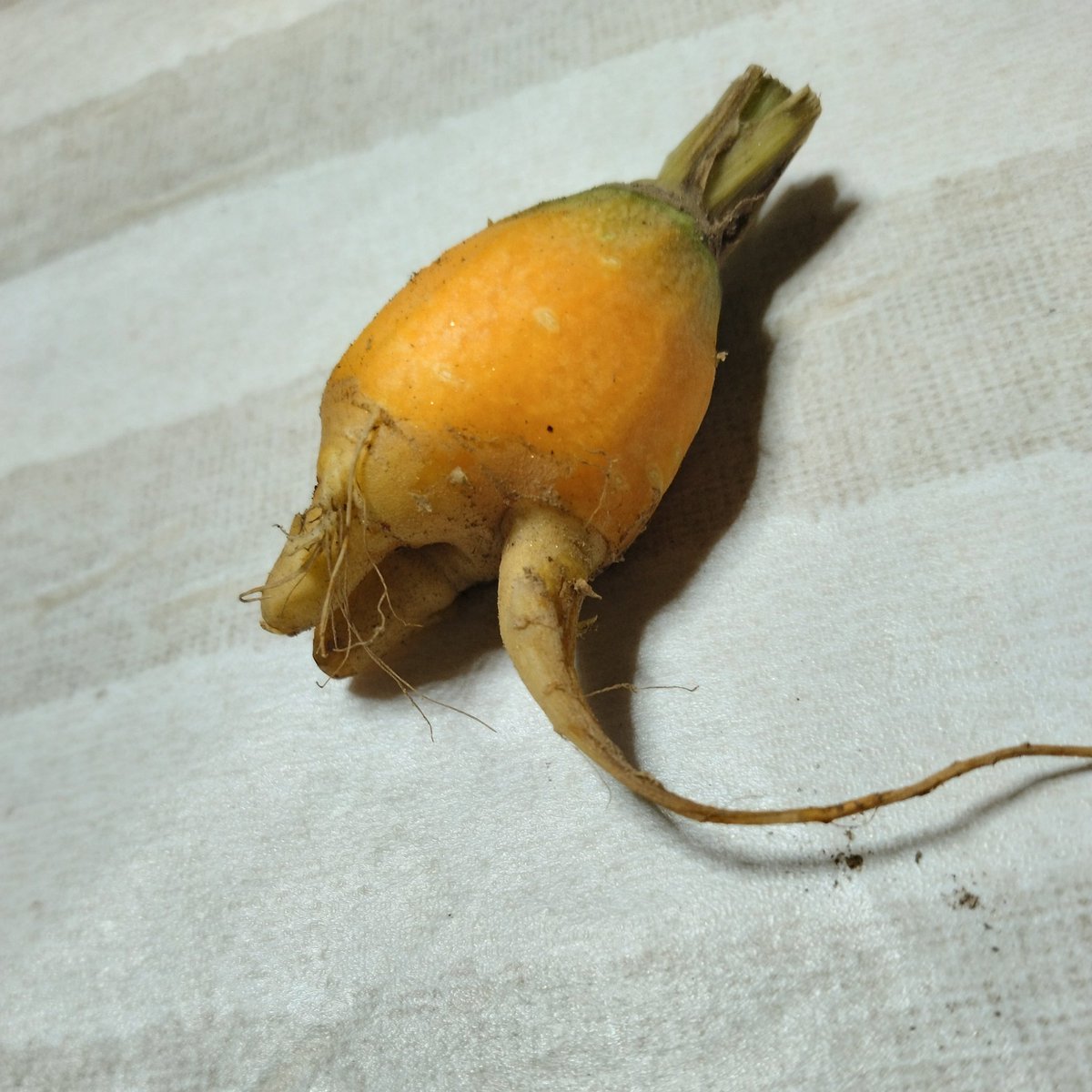 畑で採れたミニ人参に、
脚と尻尾がつてました🥕
小さくてかわいい(*´ω｀*)