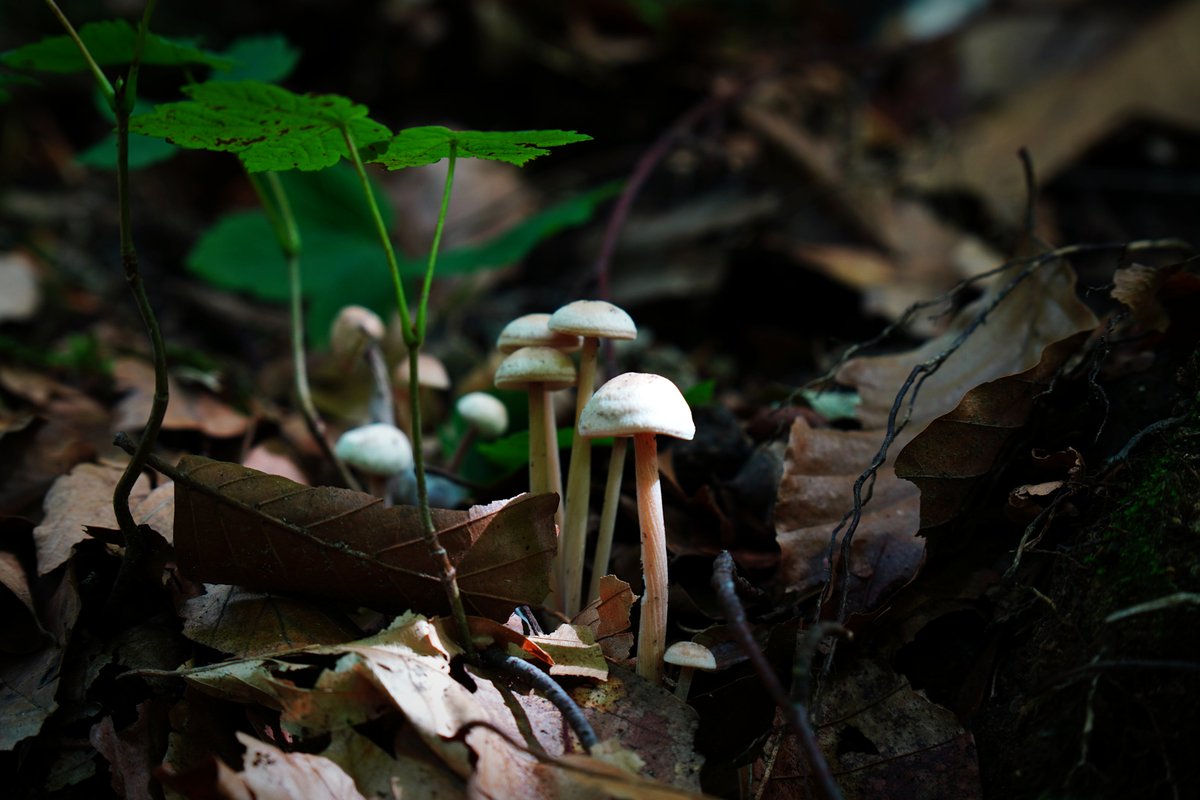 Die Welt treibt fort ihr Wesen, 
Die Leute kommen und gehn, 
Als wärst du nie gewesen, 
Als wäre nichts geschehn.  

Wie sehn ich mich aufs neue 
Hinaus in Wald und Flur! 
Ob ich mich gräm, mich freue, 
Du bleibst mir treu, Natur.

Joseph von Eichendorff (1788 - 1857)