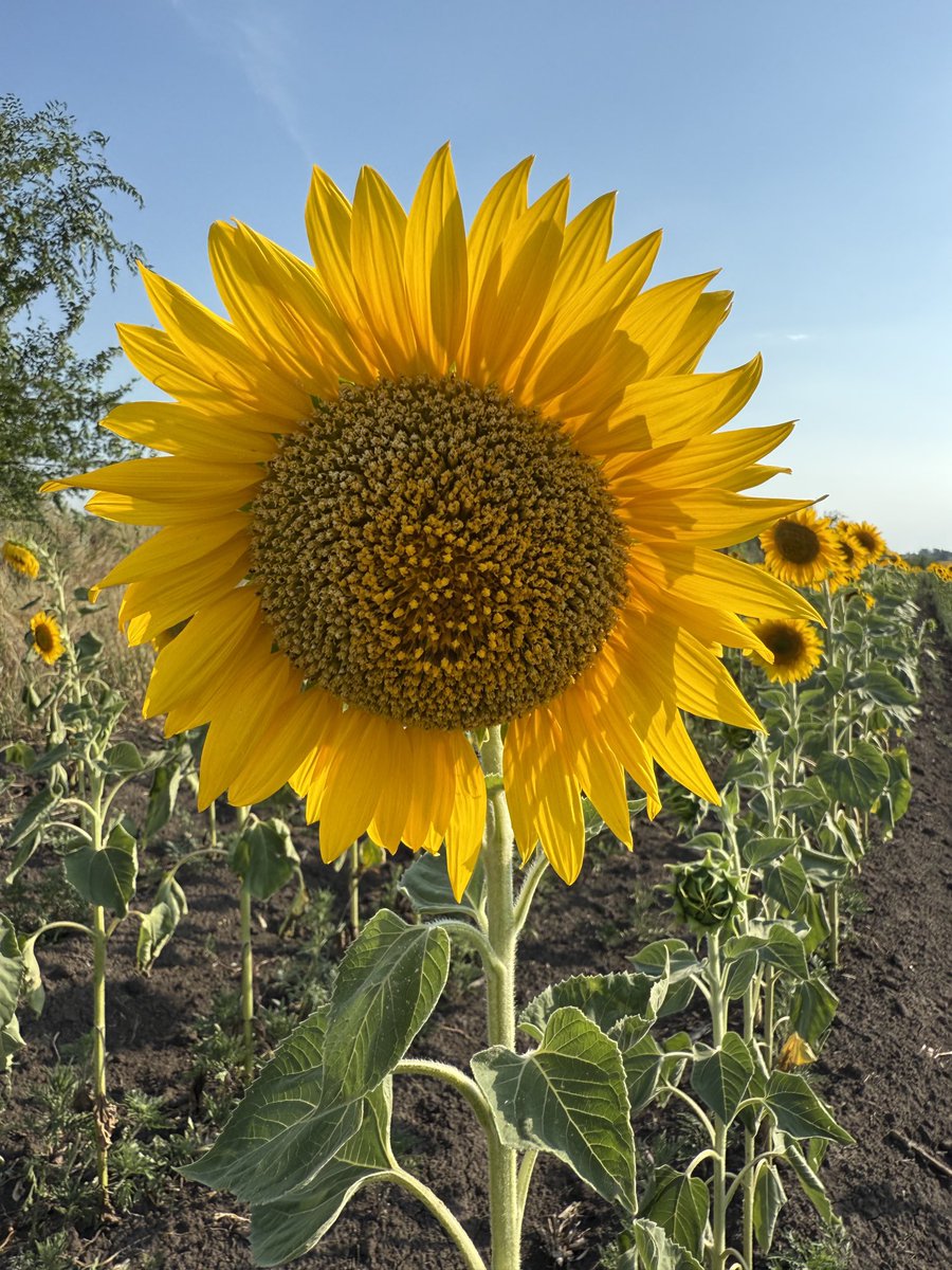 3Bergen's tweet image. De Zon vermenigvuldigt zich. #Oekraïne ☀️🌻