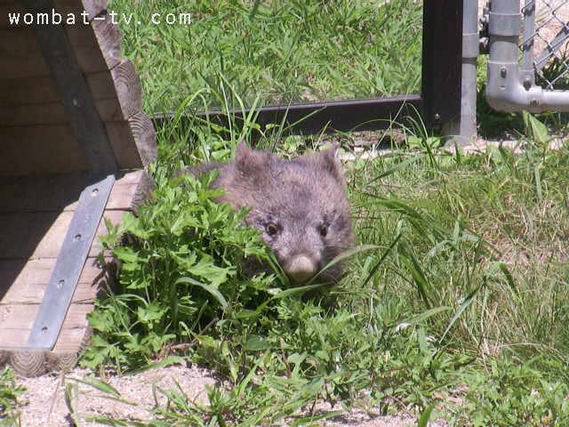 lucywombat5's tweet image. こっそり見ているよ〜。
2021/7
#ウォンバット　#五月山動物園