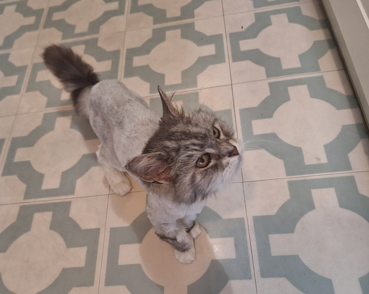 LucyVonSc's tweet image. Freshly cooked fish is being demanded.