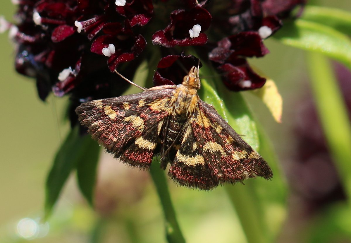 Karin_B_E's tweet image. In april kreeg ik voor m&apos;n verjaardag insectenhotels en plantjes als #duifkruid, speciaal voor mijn #insectenopdeboerderij 🦋🐝

Donderdag spotte ik er dit vrij zeldzame kleine vlindertje: #purpermot 💜

#mottenspotten #wiekijktdieziet 🧐