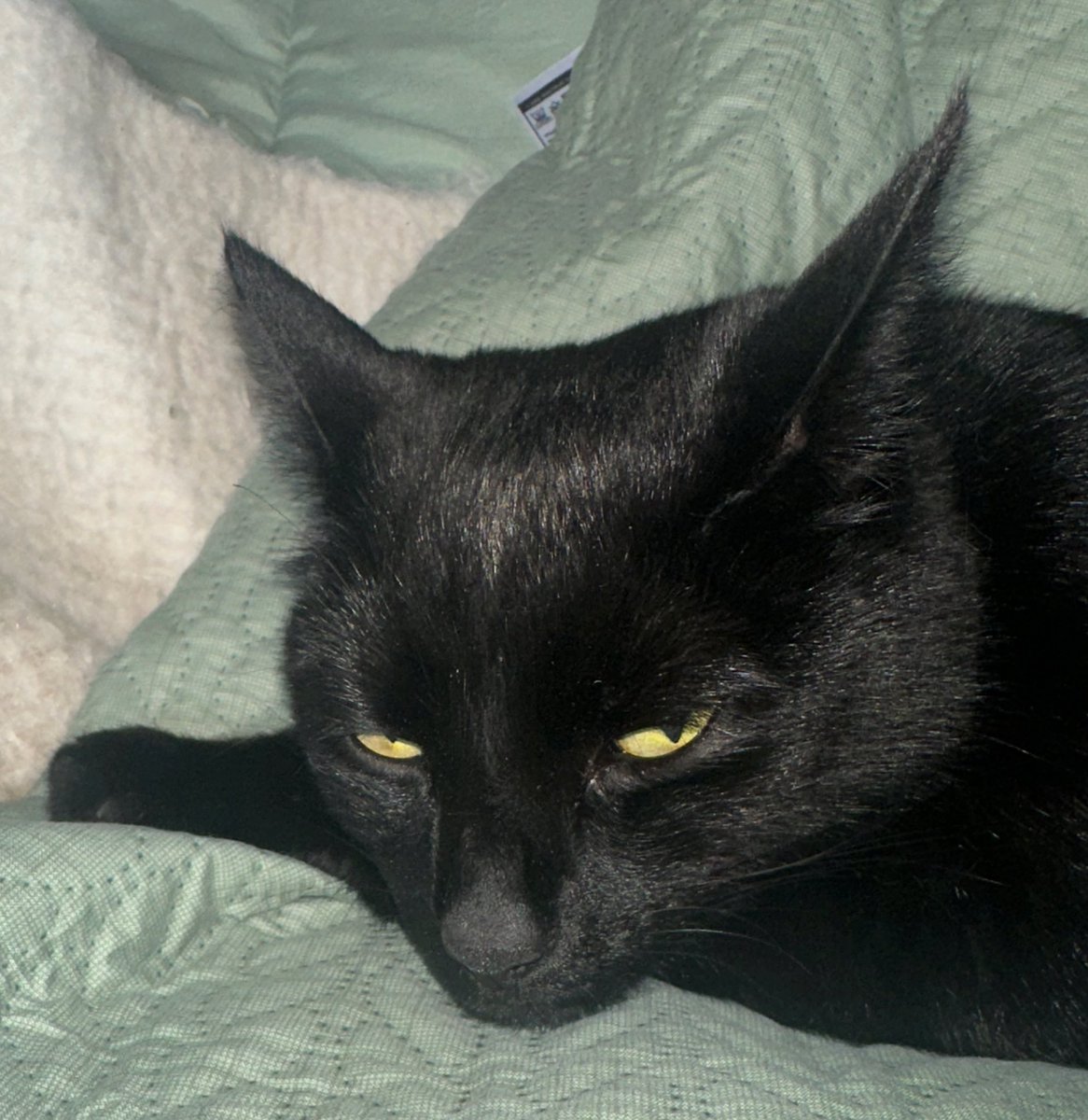 solcatmamma's tweet photo. #mood https://t.co/LNl6UyXOG4