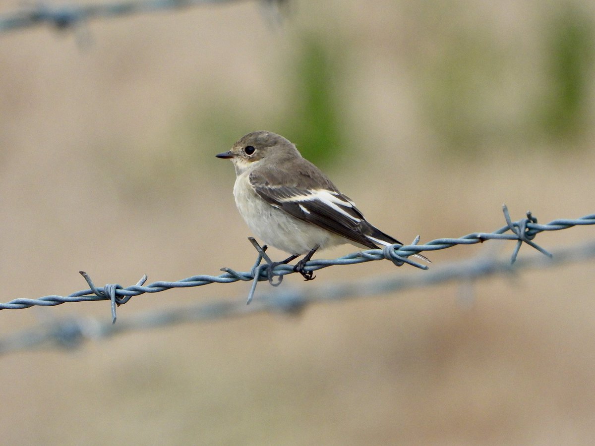 Rob Johnson (@robjohn72810618) on Twitter photo Pied Flycatcher near the paddocks at St Aldhelms head this afternoon, a nice find by <a href="/beardybirder/">Dr Phil Saunders π¬π§ πͺπΊ π</a> earlier today. <a href="/DorsetBirdClub/">Dorset Bird Club</a> Pied Flycatcher near the paddocks at St Aldhelms head this afternoon, a nice find by <a href="/beardybirder/">Dr Phil Saunders π¬π§ πͺπΊ π</a> earlier today. <a href="/DorsetBirdClub/">Dorset Bird Club</a>