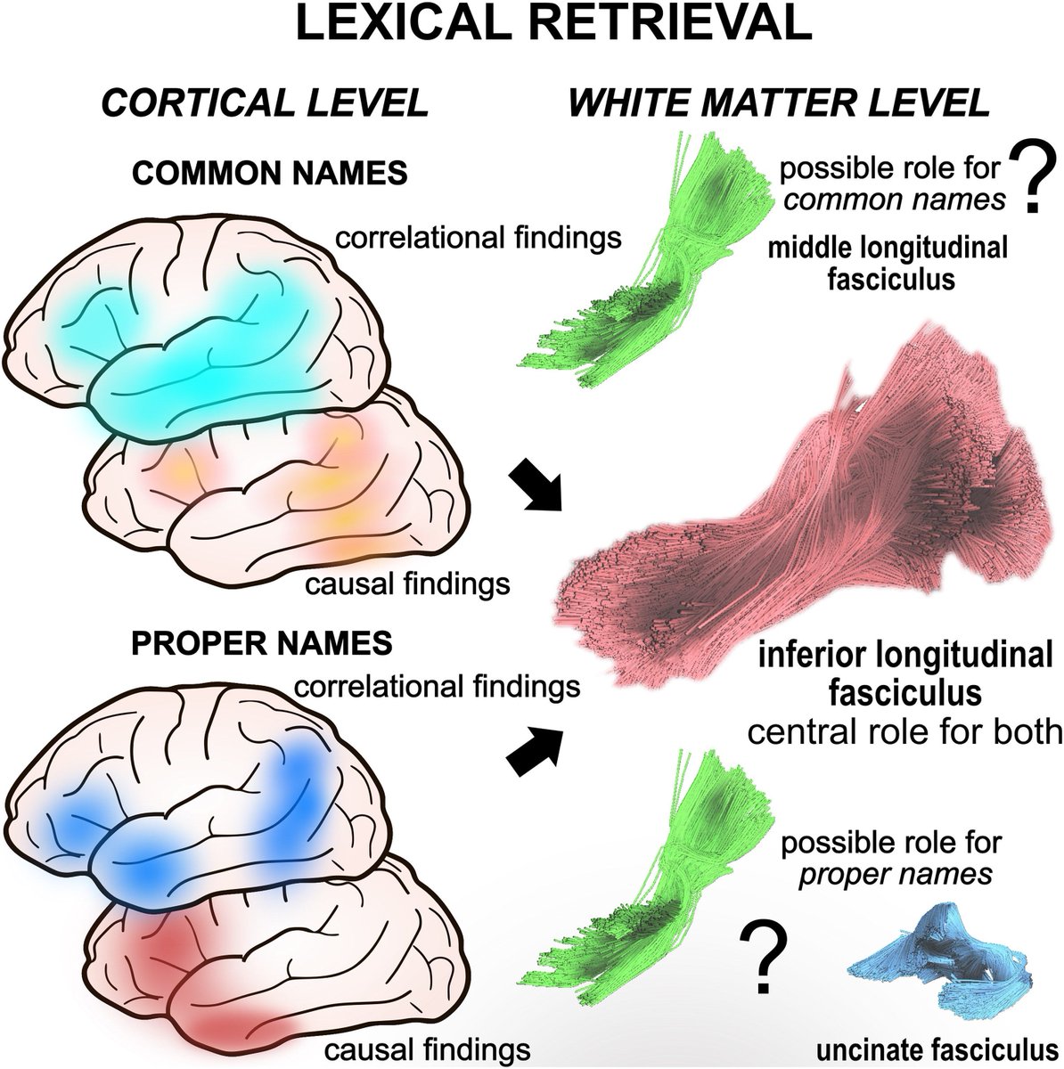 braincomms's tweet image. Burkhardt et al. review systems involved in common vs proper name retrieval, highlighting left ILF as a critical tract and discussing new linguistically constrained anatomical hypotheses considering grammatical and semantic categories with input modality (buff.ly/dhoV6Ox)