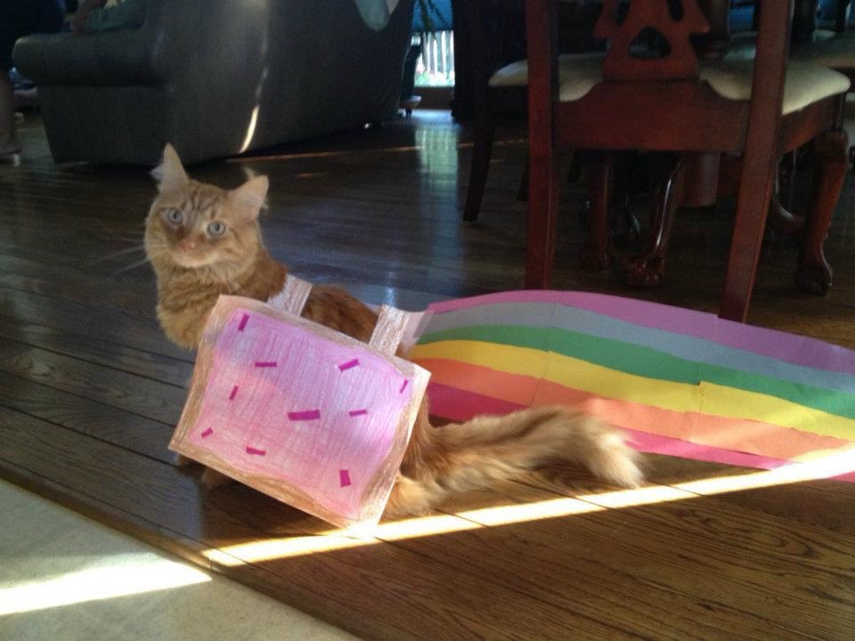 NyanCat's tweet image. 