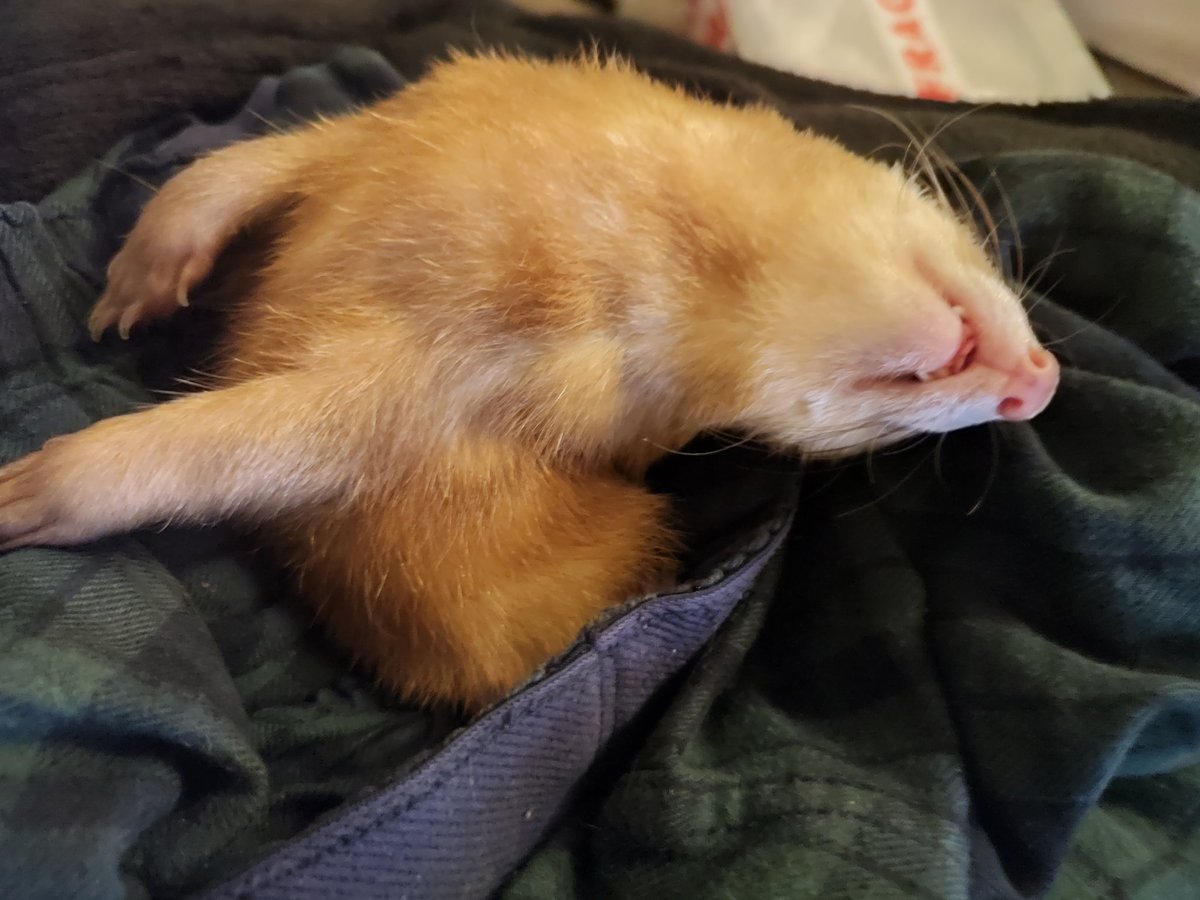 FerretPerHour's tweet image. 