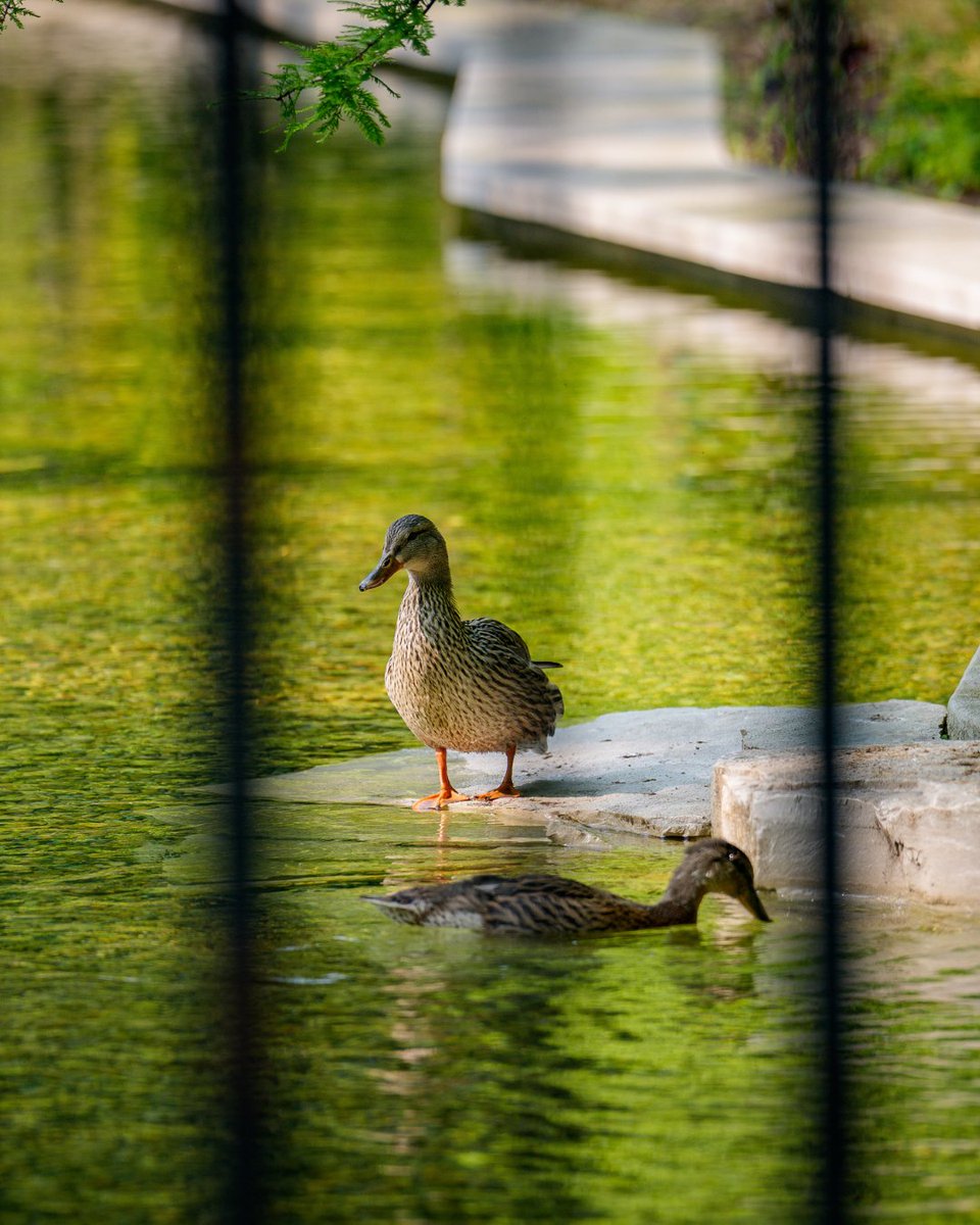UChicago's tweet image. Animal friends keep our campus lively
📸 Jason Smith