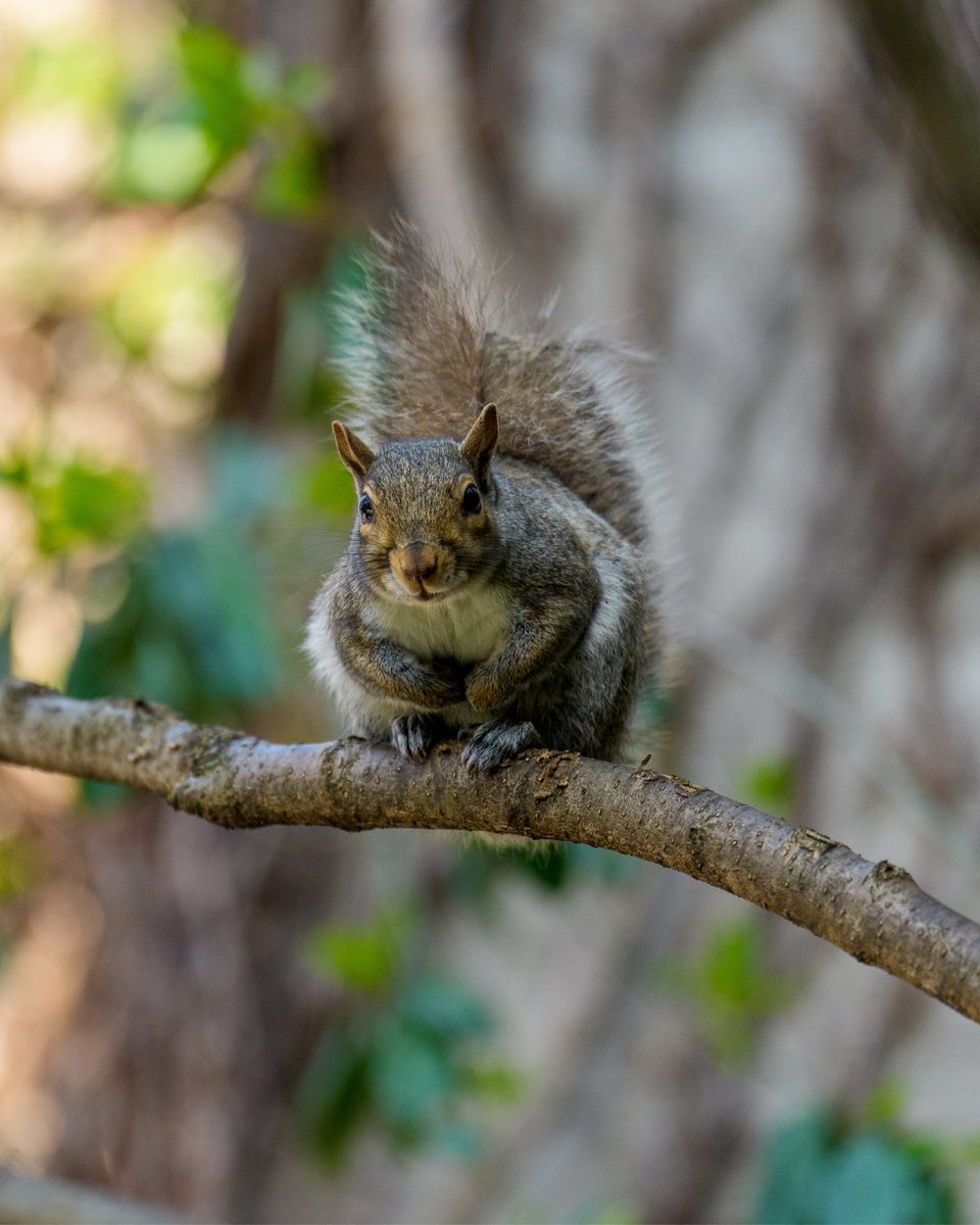 UChicago's tweet image. Animal friends keep our campus lively
📸 Jason Smith