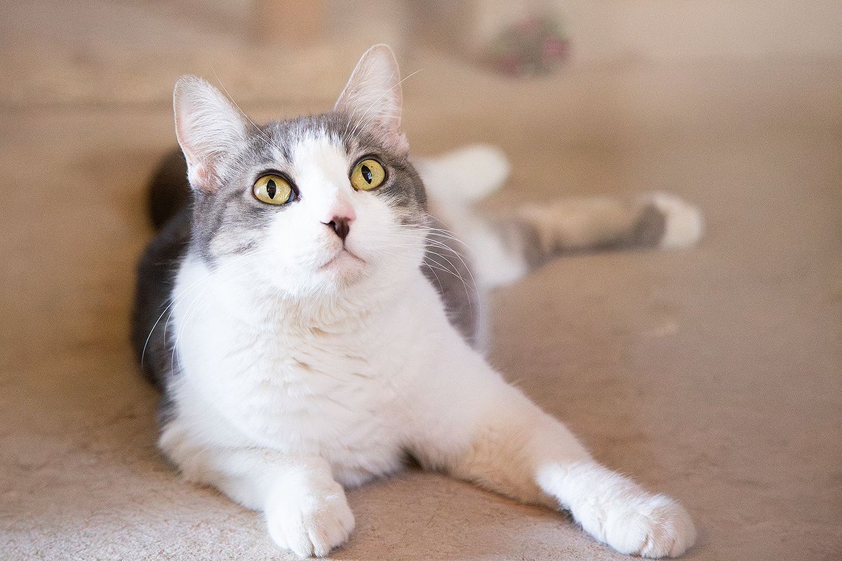 Meet Candy – Sweet, Social, and All Yours

Candy is a beautiful, chatty girl who loves people. She’s friendly, affectionate, and always ready for a conversation.

Candy prefers to be the queen, so she’s looking for a home where she can be your only cat. Available in #Tucson!