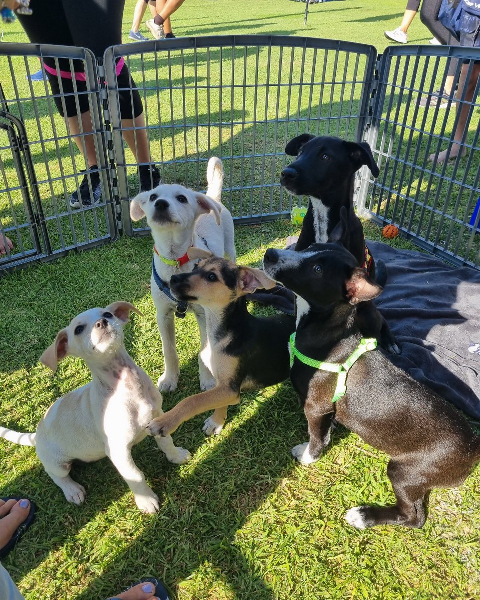 Aid 4 Animals in Distress is making a real impact in Cape Town by rescuing animals and running sterilization campaigns. 💙🐾 #SPCAI #ShelterSupport #AnimalRescue #SterilizationSavesLives #CapeTownPets #Aid4Aid #PetWelfare #SPCAInternational #CommunityCare
