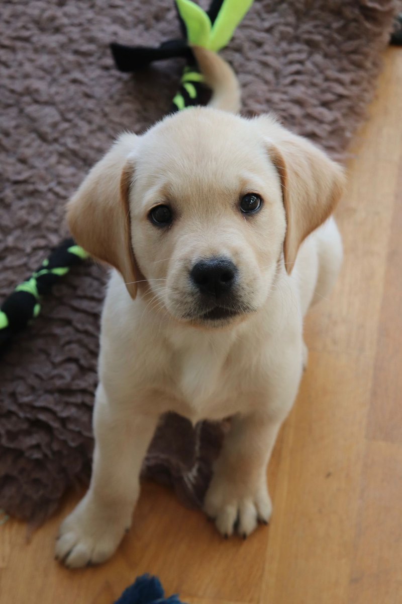 In 2024, more people than ever left a gift in their will to support our work, resulting in countless lives have been transformed
You can leave a life-changing legacy too. Find out how to write your will for free through our partners, Free Will Ireland

guidedogs.ie/way.../ways-to…
