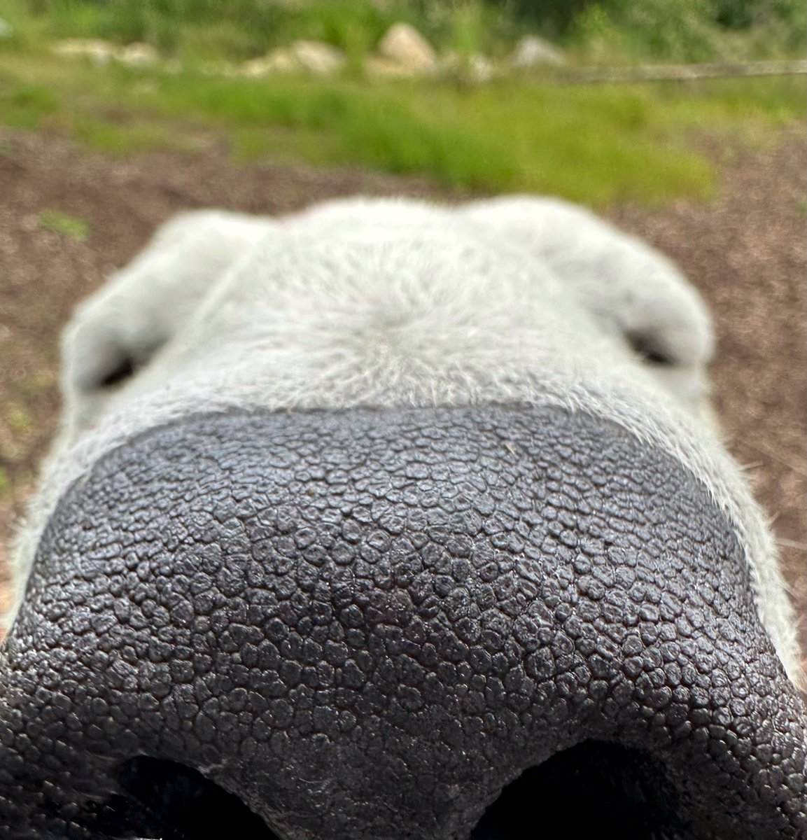 calgaryzoo's tweet image. Who nose what the perfect weekend looks like? To us, it's visiting our resident polar bear 'Siku'. 🐻❄️ Join us in #WildCanadaYYC this weekend!
#YourZooYYC