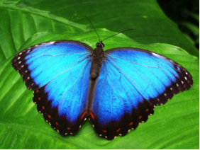 cheridurbin's tweet photo. Are you a social butterfly? Be a part of an entire community of people supporting each other and encouraging a healthy lifestyle. With the potential to make residual income doing what you love, you can’t go wrong. #passiveincome #workfromhome #businessowner https://t.co/htzCaMRiqm