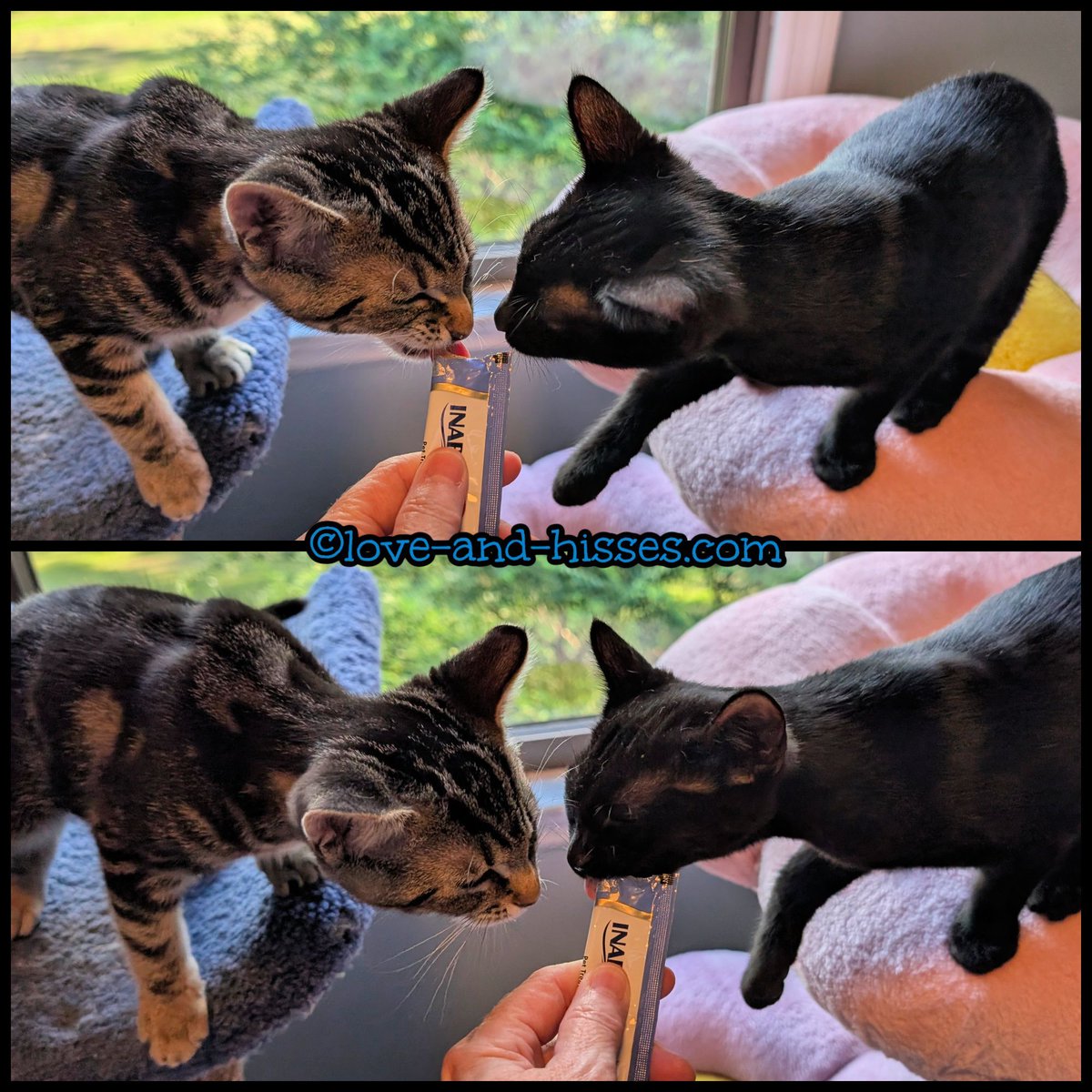 RobynAnderson's tweet image. Since the Churu desk is located in the foster room, and since I don't think Lilia would like to have these two galumphing around the foster room, the cat trees in my office have become the Churu spot. Sebastian and Margarita approve!