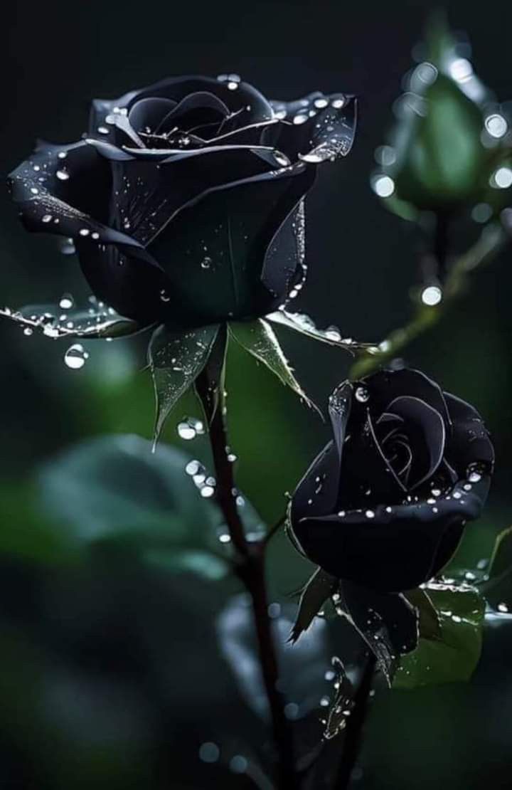Awais Saira (@awaisaraza) on Twitter photo <a href="/Hashmisrar/">Israr Hashmi</a> <a href="/SFarheen9/">S Farheen</a> <a href="/sabina78621/">𝕏𝕊𝕒𝕓𝕚𝕟𝕒𝔸𝕟𝕛𝕦𝕞 𝕏</a> <a href="/VakilAh60249105/">Vakil Ahmed</a> <a href="/1492Adil2/">आदिल इक़बाल</a> <a href="/shokata25589395/">shokat ali</a> <a href="/Rash160896/">❣️❤️🩹راشد جمال الداحلاني❤️🩹❣️</a> <a href="/zid_di__/">HEENA 🐦</a> <a href="/arun_donde/">Arun Donde</a> <a href="/ArifAli904/">Arif Ali عارف علي</a> <a href="/Amanstatio66669/">Aman</a> <a href="/AhmadHusain07/">Ahmad</a> <a href="/AbdulSamad4X/">𝗔𝘀-𝗦𝗮م𝗮𝗱</a> <a href="/AbdulHa43730508/">वक़्त की अवाज़ 🔊 (وقت کی آواز)</a> <a href="/_hinataj3/">Hina Taj❣️</a> <a href="/__Sh_azadi_/">SHAzadi</a> <a href="/001ayyub/">Ar Ayyub</a> Walykum Asslam Israr Sir
No Shaak shukriya
👉🌙🌟🖤🖤👈 <a href="/Hashmisrar/">Israr Hashmi</a> <a href="/SFarheen9/">S Farheen</a> <a href="/sabina78621/">𝕏𝕊𝕒𝕓𝕚𝕟𝕒𝔸𝕟𝕛𝕦𝕞 𝕏</a> <a href="/VakilAh60249105/">Vakil Ahmed</a> <a href="/1492Adil2/">आदिल इक़बाल</a> <a href="/shokata25589395/">shokat ali</a> <a href="/Rash160896/">❣️❤️🩹راشد جمال الداحلاني❤️🩹❣️</a> <a href="/zid_di__/">HEENA 🐦</a> <a href="/arun_donde/">Arun Donde</a> <a href="/ArifAli904/">Arif Ali عارف علي</a> <a href="/Amanstatio66669/">Aman</a> <a href="/AhmadHusain07/">Ahmad</a> <a href="/AbdulSamad4X/">𝗔𝘀-𝗦𝗮م𝗮𝗱</a> <a href="/AbdulHa43730508/">वक़्त की अवाज़ 🔊 (وقت کی آواز)</a> <a href="/_hinataj3/">Hina Taj❣️</a> <a href="/__Sh_azadi_/">SHAzadi</a> <a href="/001ayyub/">Ar Ayyub</a> Walykum Asslam Israr Sir
No Shaak shukriya
👉🌙🌟🖤🖤👈