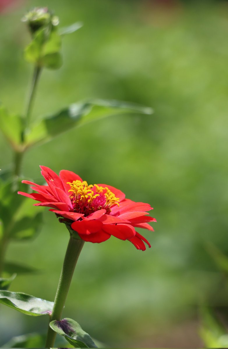 Siempre me emociona esta temporada por los colores que brotan de la naturaleza. 
Lo que uno se encuentra a su paso.
#flores #flowers #naturaleza
#nature #flor
#CDMX
