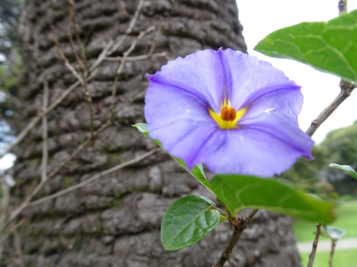 ferchinchin's tweet image. ❝RESPONSIBILITY is the price of FREEDOM❞.
⭐  Elbert Green Hubbard

 🌿  𝐿𝑦𝑐𝑖𝑎𝑛𝑡ℎ𝑒𝑠 𝑙𝑦𝑐𝑖𝑜𝑖𝑑𝑒𝑠 (L.) Hassl. ➤ 𝚂𝙾𝙻𝙰𝙽𝙰𝙲𝙴𝙰𝙴.
#Lycianthes #timilanga #Hubbard