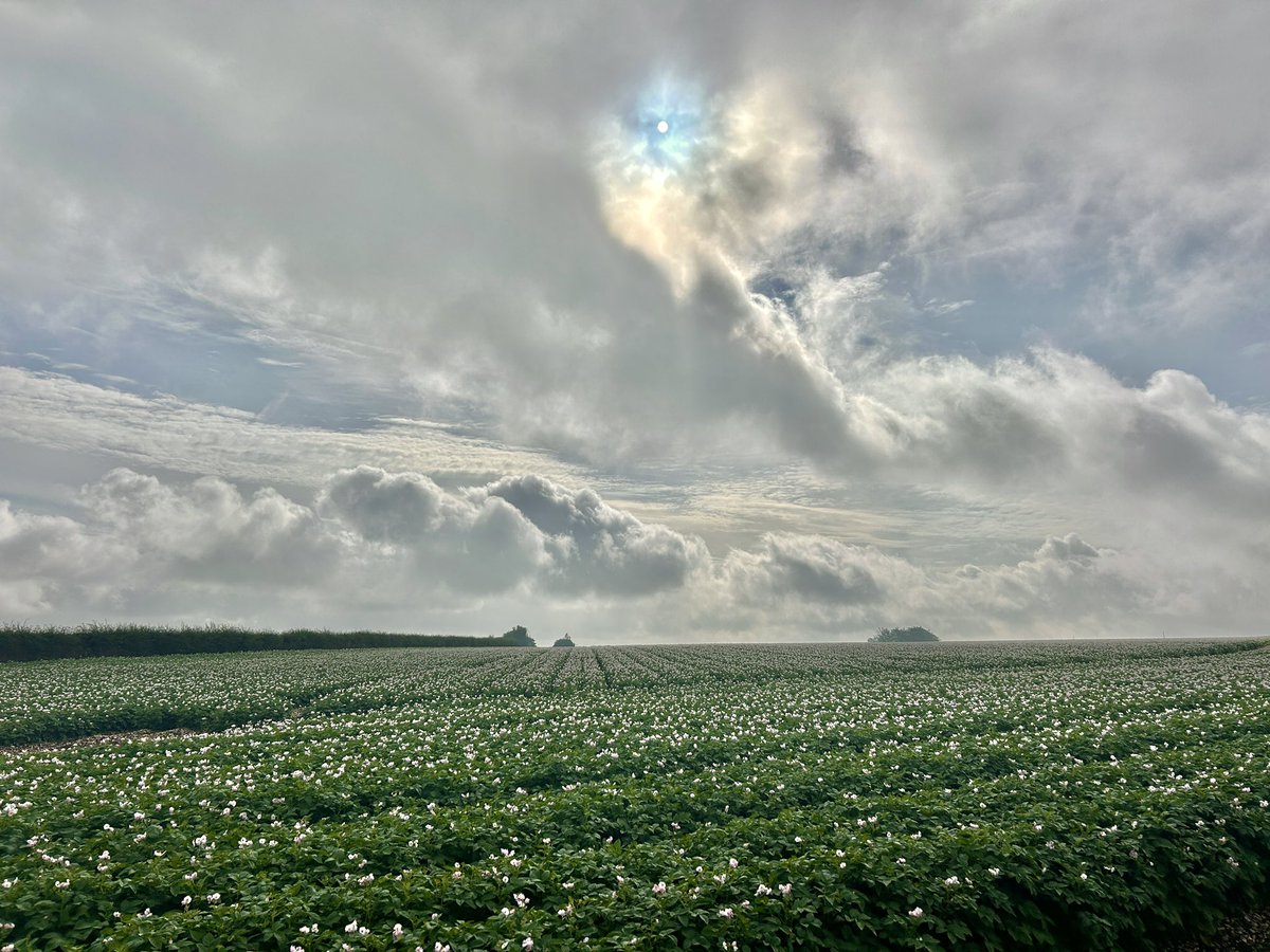 WeatherWolds's tweet image. Mostly Cloudy. 21°C. Potatoes in flower.