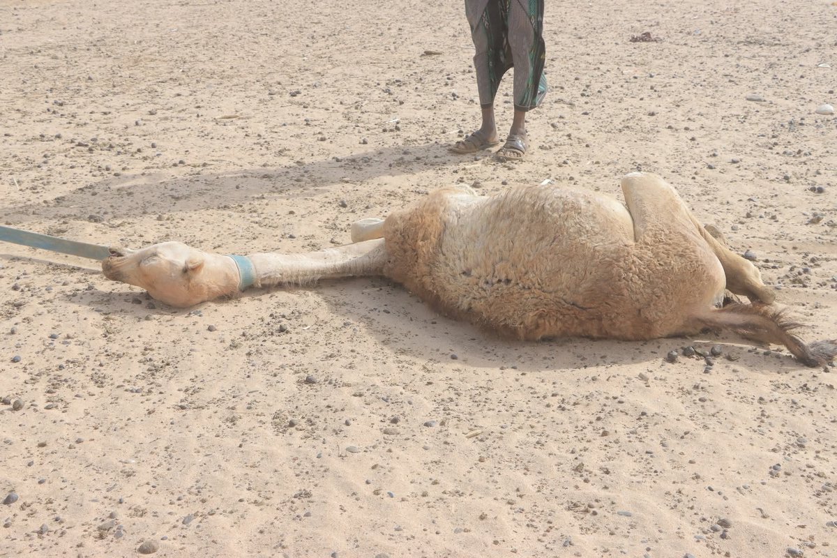 Abdirahman155A's tweet image. Halkani waa magalada Geel-Gaal ee Dagmada Zeila ee Gobolka Salal SL sanadkan reer SL abaro ba'an ba ka jira allow naxaristada uu maal oo roobab lagu dayrsado uu keen.😭😭🤲🏼🤲🏼
