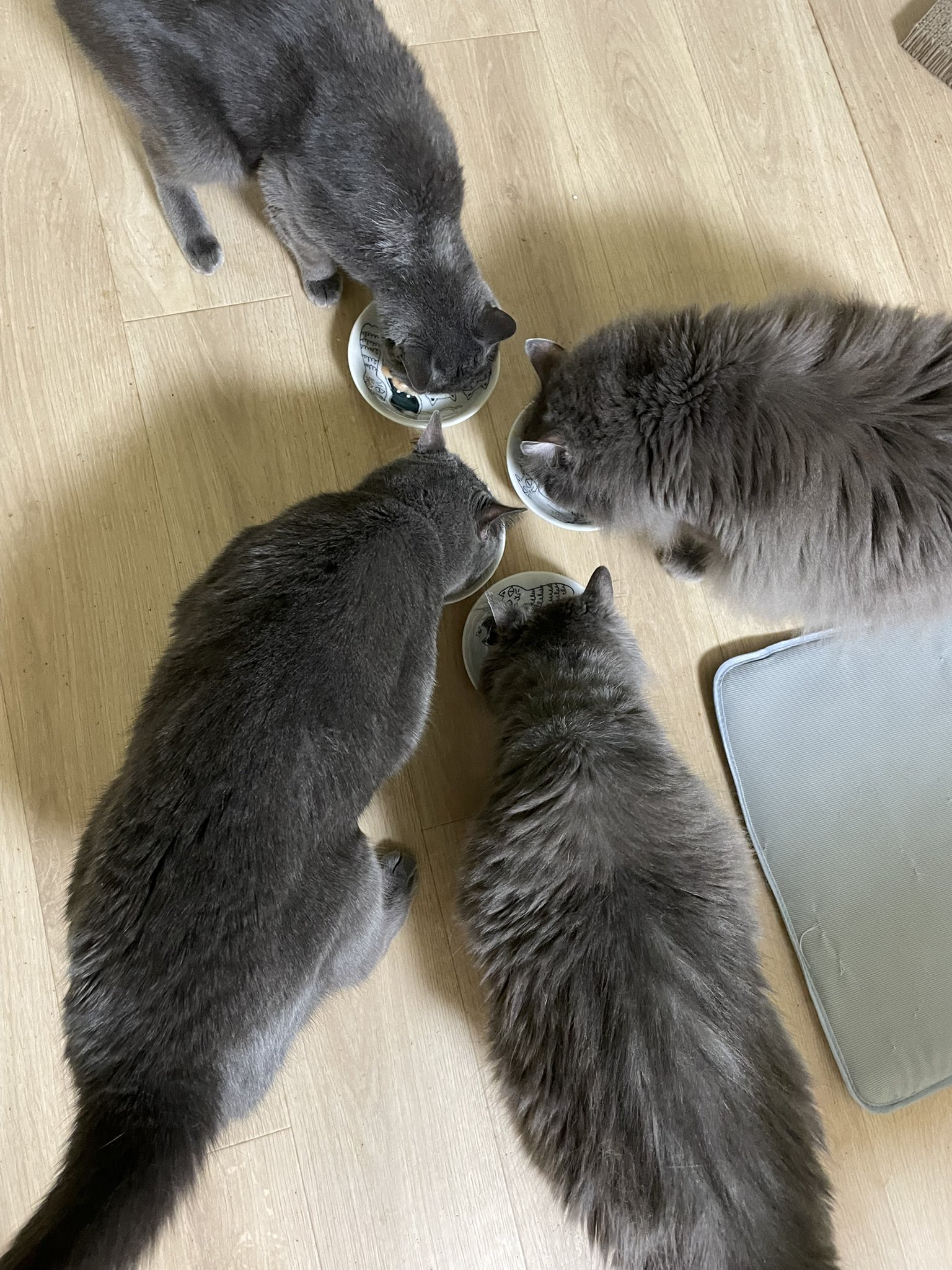 vivi猫 カワイタマ@ねこ7匹いぬ1匹 on X: 